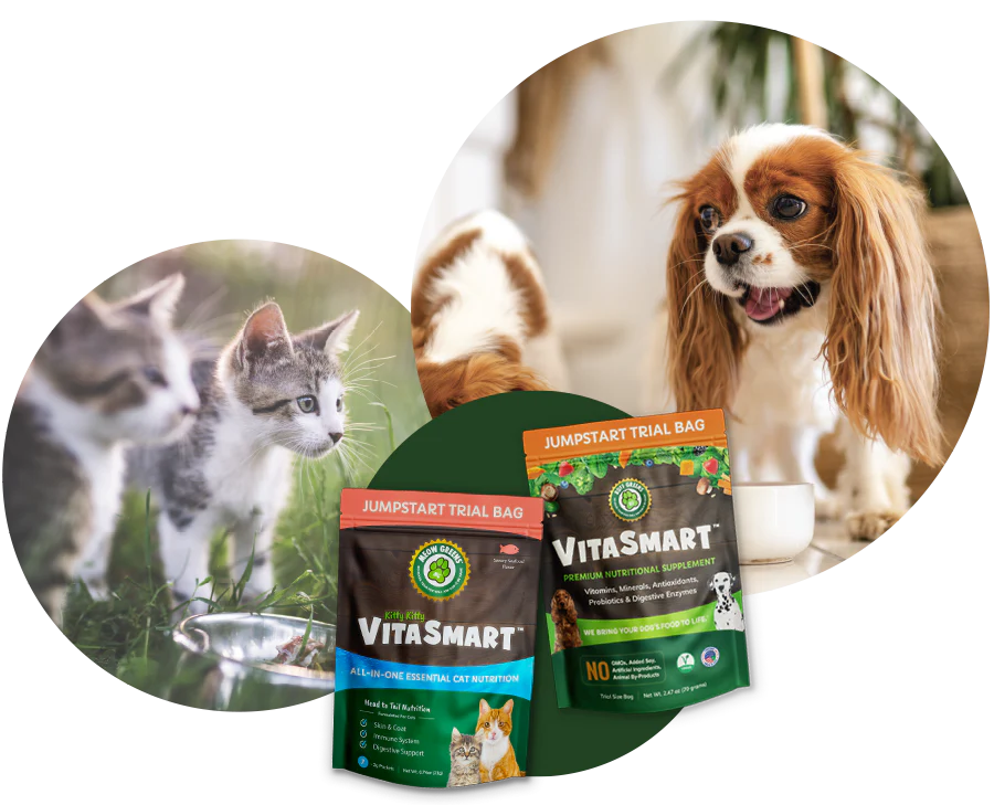 Vital Nutrition for Every Dog